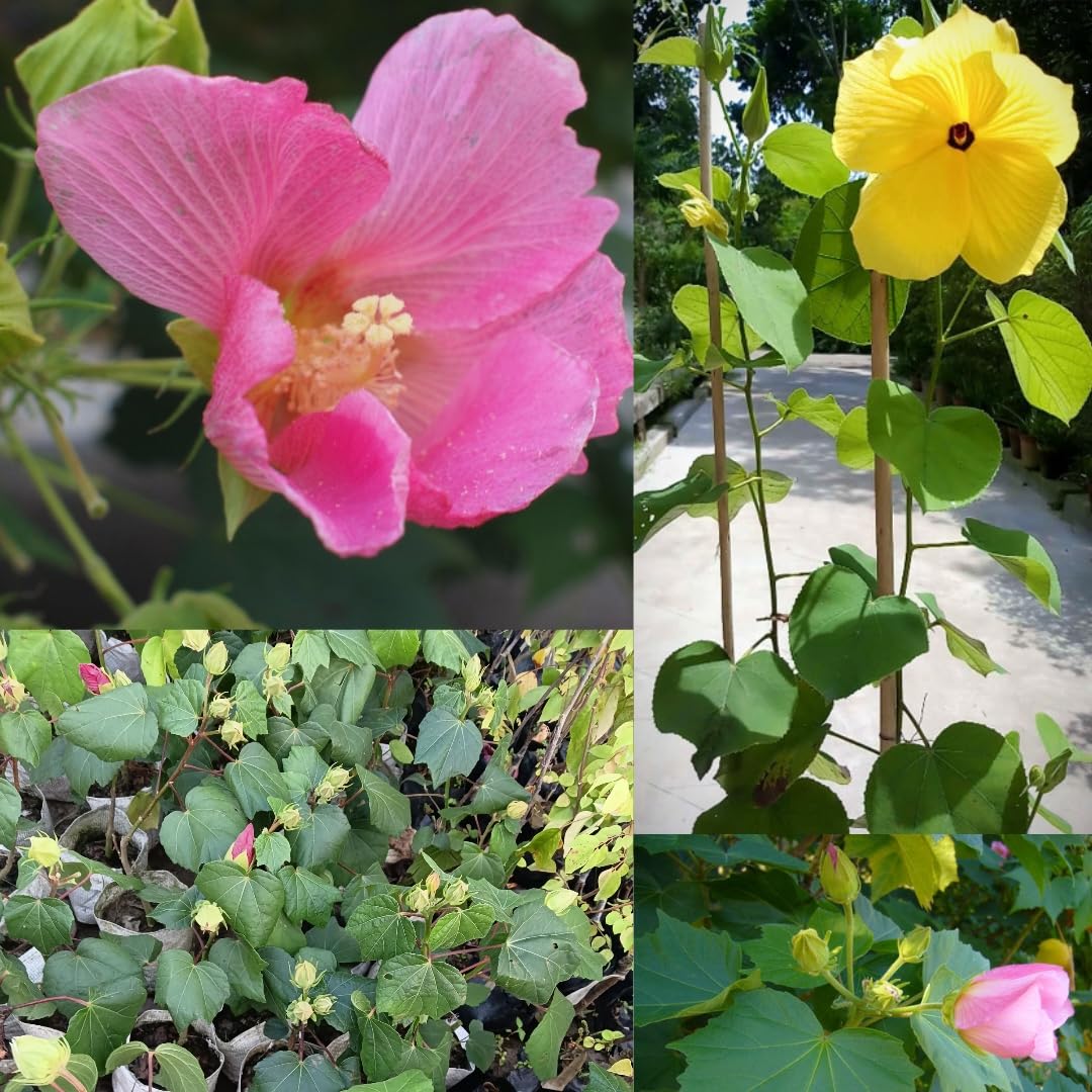 ZOHO GARDEN, Rare Orginal Pink And Yellow Land Lotus Hibiscus